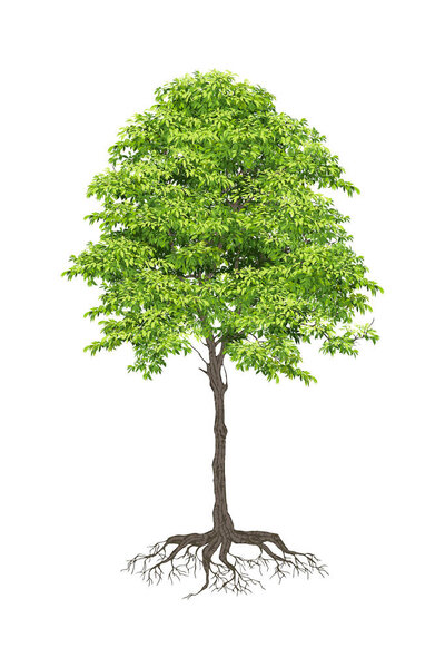 Realistic  Trees Isolated on White Background