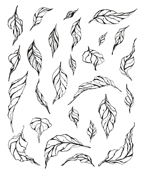 Sammlung Von Blättern Abstrakte Blätter Handgezeichnete Blätter Isoliert Auf Weißem Vektorgrafiken