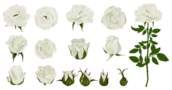 Rose Blume Set Von Blühenden Pflanze Garten Weiß Isolierte Ikone Vektorgrafiken