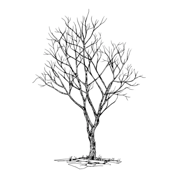 Handgezeichneter Baum Isoliert Auf Weißem Hintergrund Skizze Vektorillustration Stockvektor