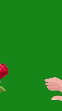 Animasyon El, Kırmızı Gül 'e Yeşil Ekran Arkaplanı Veriyor. Sosyal medya için dikey video. Sevgililer Günü Selamlaması