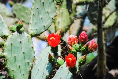 Güzel çiçekler tatil