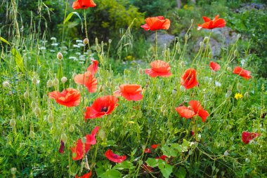 çok güzel çiçekler