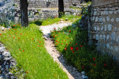 çok güzel çiçekler