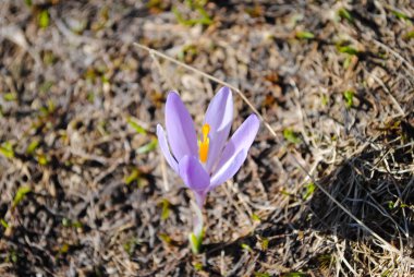 Güzel çiçekler olduğunu her zaman bir tatil