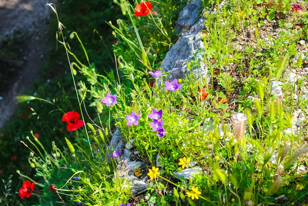 Many beautiful flowers — Stock Photo, Image