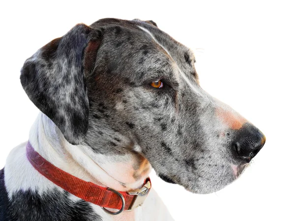 Close up great dane dog — Stock Photo, Image