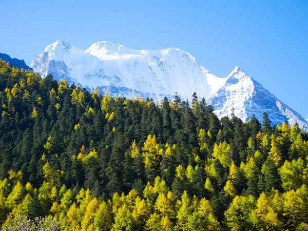 Picos Montaña Cubiertos Nieve Con Hojas Coloridas Otoño Reserva Natural Imagen de stock