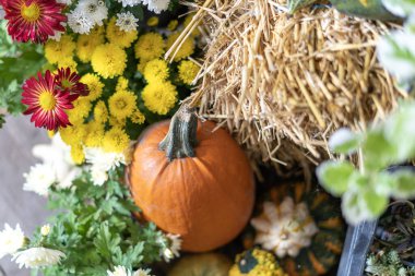 Renkli kasımpatı ile sonbahar balkabağı