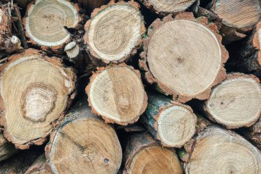 Görünür ağaç halkaları duvar kağıtları olan akasya yakacak odun kütükleri