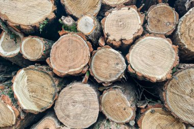 Görünür ağaç halkaları duvar kağıtları olan akasya yakacak odun kütükleri