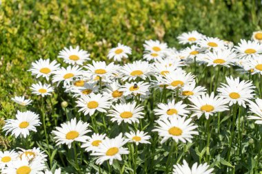 Yeşil çitli papatya çiçeği (Bellis Perennis) bahçesi