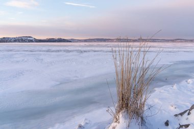 Macaristan, Balaton Gölü 'ndeki karlı arazide kış sazlıkları