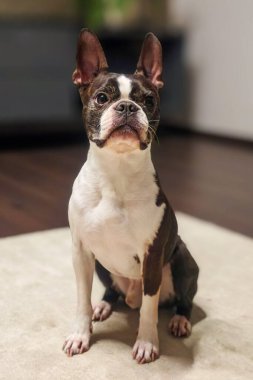 Boston Terrier köpeği içeride dikkatli bir şekilde oturuyor.