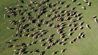 Yeşil Çayır Ovaları 'nda Çimen Sürüsü' nün Hava Manzarası