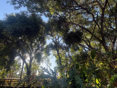 Yüksek ağaçlar ve yeşil yapraklarla, güneş ışığıyla hafifçe aydınlatılmış gür bir ormanın huzurlu manzarası. Görüntü, doğayla bir huzur ve bağlantı hissi uyandırıyor..