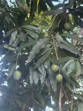 Yeşil yapraklar ve küçük, olgunlaşan meyvelerle dolu bir avokado ağacına yakın çekim. Görüntü tazelik ve canlı bir doğayı çağrıştırıyor..