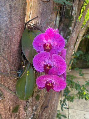 Çiçek açmış güzel pembe bir orkide, canlı yaprakları sergileniyor. Güçlü bir ağaç gövdesine bağlı, yemyeşil yapraklarla çevrili, çarpıcı bir kontrast oluşturuyor. Yumuşak güneş ışığı narin çiçekleri aydınlatırken, doğal çevre...