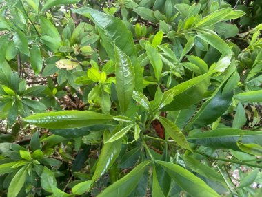 Tropikal yeşil yaprakların zengin bir bileşimi, çeşitli bitkilerin parlak ve sağlıklı yapraklarını vurguluyor. Güneş ışığı yapraklardan yansıyarak canlılığı ve canlılığı çağrıştıran canlı, doğal bir atmosfer yaratır..