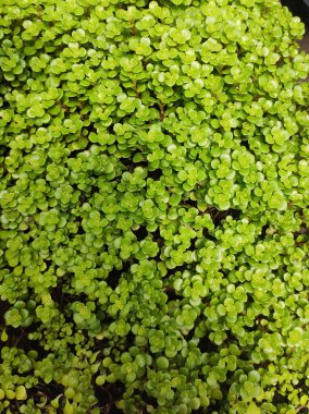 Çerçevenin tamamını dolduran sulu sürüngen bitkiler (Sedum) yeşil kayalıklar bahçesi.