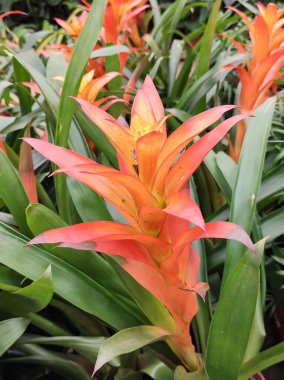 Bromeliad ailesinin tropik Guzman bitkisi. Kırmızı turuncu. Exotica coşkulu..
