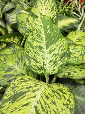 Dieffenbachia Gündoğumu 'nun yemyeşil güzel yeşilliklerinin önü, kapalı bir çiçek tarhında..