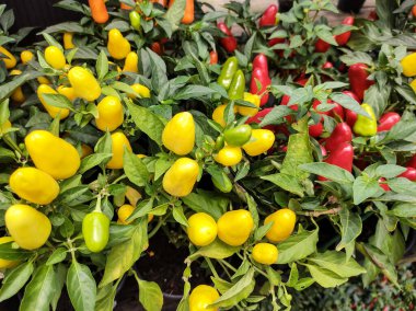 Ön planda sarı biberli bir yatak ve arka planda kırmızı biberler var..