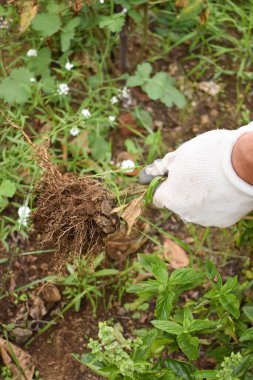 Bahçe sonbaharda kışa hazırlanıyor. Sezon sonunda olgun olmayan domates bitkilerini sökmek. Pamuk eldivenli genç bir çiftçinin ellerini yakın plan çek. Çiftçilik ve bahçıvanlık.