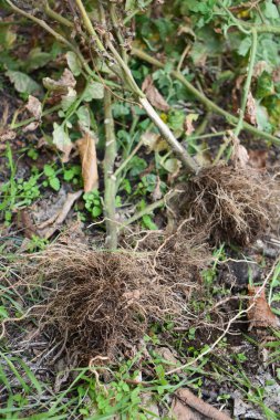 Bahçe sonbaharda kışa hazırlanıyor. Sezon sonunda olgun olmayan domates bitkilerini sökmek. Kökleri olan domates bitkileri. Çiftçilik ve bahçe işleri. Bahçe işleri. 