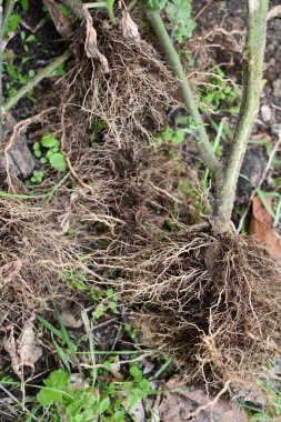 Bahçe sonbaharda kışa hazırlanıyor. Sezon sonunda olgun olmayan domates bitkilerini sökmek. Kökleri olan domates bitkileri. Çiftçilik ve bahçe işleri. Bahçe işleri. 