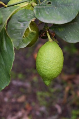 Limon çiftliğindeki ağaçta asılı duran yeşil limonlar. İtalya 'daki bahçede yeşil limonlu limon ağacı. Sonbaharda bahçede limon ağacı yetiştiriyorum. Çiftçilik ve bahçıvanlık. 