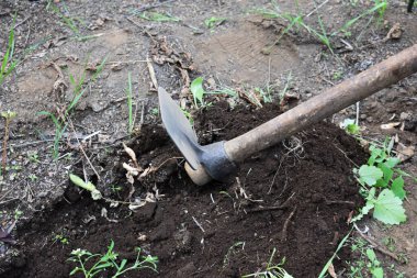 Bahçe sonbaharda kışa hazırlanıyor. Çapayla çalışmak. Yabani otları topluyorum. Bahçe işi. Çiftçilik ve bahçe işleri. Tarım ve tarım geçmişi. Bahçedeki toprağı işlemek. 