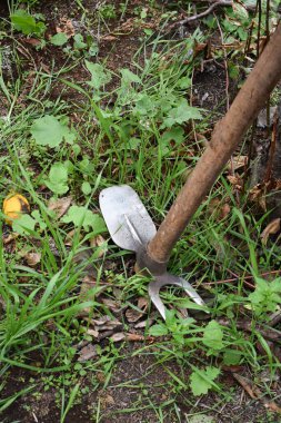 Bahçe sonbaharda kışa hazırlanıyor. Çapayla çalışmak. Yabani otları topluyorum. Bahçe işi. Çiftçilik ve bahçe işleri. Tarım ve tarım geçmişi. Bahçedeki toprağı işlemek. 
