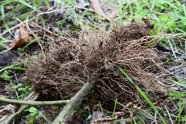 Bahçe sonbaharda kışa hazırlanıyor. Sezon sonunda olgun olmayan domates bitkilerini sökmek. Kökleri olan domates bitkileri. Çiftçilik ve bahçe işleri. Bahçe işleri. 