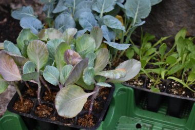 Siyah plastik kapta organik sebze tohumları. Taze, organik olarak yetişmiş sebze filizleri tohum olarak yetişiyor ve bir ev bahçesinde tepsiler açıyor. Brokoli, lahana ve ıspanak içerir.. 