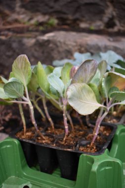 Sebze bahçesinde ya da serada lahana fideleri dikiyorum. Genç lahana fideleri. Siyah plastik kapta organik sebze tohumları. Çiftçilik ve bahçıvanlık kavramı.