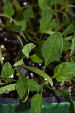 Sebze bahçesine ya da seraya ıspanak tohumu ekiyorum. Genç ıspanak fideleri. Plastik kapta organik sebze tohumları. Ispanak bitkileri. Çiftçilik ve bahçıvanlık kavramı.
