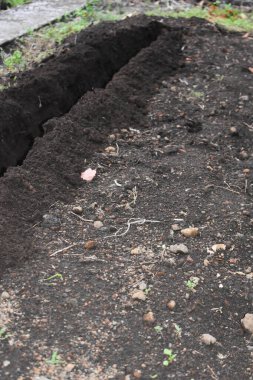 Tohumları ya da tohumları ekmeden önce sebze bahçesi yataklarında delikler açıyorlar. Toprağı sıra sıra ekime hazırlıyorum. Toprağı gübrelemek. Bahçe işleri. Çiftçilik ve bahçıvanlık. 