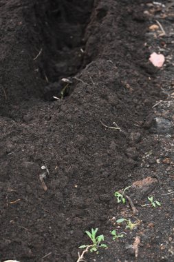 Tohumları ya da tohumları ekmeden önce sebze bahçesi yataklarında delikler açıyorlar. Toprağı sıra sıra ekime hazırlıyorum. Toprağı gübrelemek. Bahçe işleri. Çiftçilik ve bahçıvanlık. 