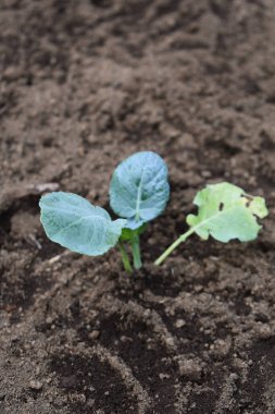 Genç brokoli bitkileri. Sebze bahçesine ya da seraya brokoli tohumları ekiyorum. Yerde genç brokoli fideleri var. Bahçe işleri. Kendi kendine yeten bir yaşam tarzı. Çiftçilik ve bahçıvanlık.