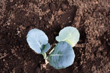 Sebze bahçesine ya da seraya lahana tohumu ekiyorum. Toprakta taze lahana fideleri. Bahçe işleri. Yeni hayat kavramı. Kendi kendine yeten bir yaşam tarzı. Çiftçilik ve bahçıvanlık kavramı.