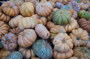Farklı renk ve tipte kabak ve kabak koleksiyonu. Sonbahar hasadı. İtalya 'daki Balkabağı Çiftliği. Sonbahar için arka plan. Cadılar Bayramı ya da Şükran Günü. Ev yapımı organik yiyecekler..