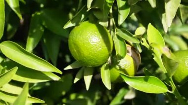 Mandarin çiftliğindeki ağaçta asılı yeşil mandalinaların yakın çekimi. İtalya 'daki bahçede yeşil mandalinalı Mandarin ağacı. Sonbaharda bahçede mandalina yetiştiriyorum. Çiftçilik ve bahçıvanlık. 