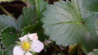 Çilek çiçekleri ve sebze bahçesindeki organik çilek bitkisi üzerinde yeşil meyveler gelişiyor. Çilek bitkilerinin yeşil yaprakları. Çiftçilik ve bahçıvanlık kavramı. 
