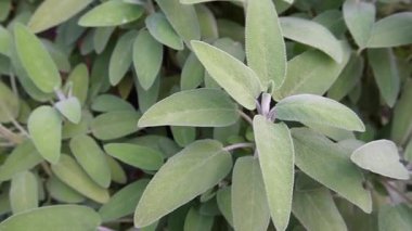 Bahçede, evde ya da serada adaçayı yetiştiriyorum. Kendi otlarını ve sebzelerini yetiştiriyorlar. Kendi kendine yeten bir yaşam tarzı. Çiftçilik ve bahçıvanlık kavramı. Taze adaçayı pişiriyorum. Evde yemek pişirmek.. 