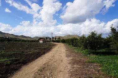 Sicilya, İtalya 'daki bahçede yeşil mandalinalı mandalina ağaçları. Genç mandalina çalıları. Sonbaharda bahçede mandalina yetiştiriyorum. Çiftçilik ve bahçe işleri. Kır Evi.