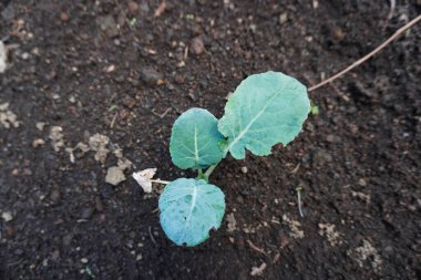 Genç brokoli bitkisi. Sebze bahçesinde ya da serada brokoli tohumu yetiştiriyor. Genç brokoli tohumu. Bahçe işleri. Kendi kendine yeten bir yaşam tarzı. Çiftçilik ve bahçıvanlık.