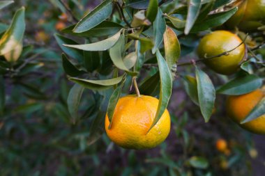 Mandarin çiftliğindeki ağaçta asılı olgun mandalinaların yakın çekimi. İtalya 'daki bahçede yeşil mandalinalı Mandarin ağacı. Sonbaharda bahçede mandalina yetiştiriyorum. Çiftçilik ve bahçıvanlık. 
