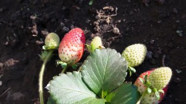 Sebze bahçesindeki organik çilek bitkisinin üzerinde yarı yeşil, yarı kırmızı meyveler olgunlaşmış çilek. Çilek bitkilerinin yeşil yaprakları. Çiftçilik ve bahçıvanlık kavramı. 