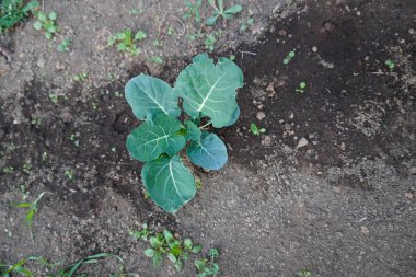 Genç brokoli bitkisi. Sebze bahçesine ya da seraya brokoli tohumları ekiyorum. Genç brokoli tohumu. Bahçe işleri. Kendi kendine yeten bir yaşam tarzı. Çiftçilik ve bahçıvanlık.